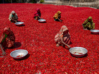 Women’s process and dry red chili pepper under sun near Jamuna river Bogra Bangladesh March 18, 2019. Every day they earn less than USD $1 (...