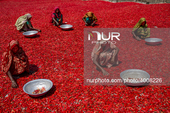 Women’s process and dry red chili pepper under sun near Jamuna river Bogra Bangladesh March 18, 2019. Every day they earn less than USD $1 (...