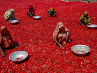 Women’s process and dry red chili pepper under sun near Jamuna river Bogra Bangladesh March 18, 2019. Every day they earn less than USD $1 (...