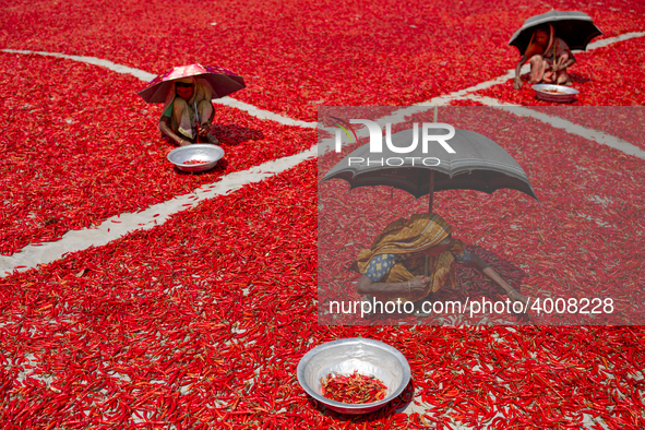 Women’s process and dry red chili pepper under sun near Jamuna river Bogra Bangladesh March 18, 2019. Every day they earn less than USD $1 (...