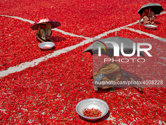 Women’s process and dry red chili pepper under sun near Jamuna river Bogra Bangladesh March 18, 2019. Every day they earn less than USD $1 (...