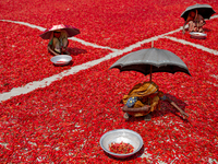 Women’s process and dry red chili pepper under sun near Jamuna river Bogra Bangladesh March 18, 2019. Every day they earn less than USD $1 (...