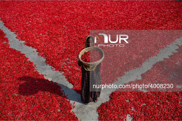 Women’s process and dry red chili pepper under sun near Jamuna river Bogra Bangladesh March 18, 2019. Every day they earn less than USD $1 (...