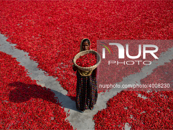 Women’s process and dry red chili pepper under sun near Jamuna river Bogra Bangladesh March 18, 2019. Every day they earn less than USD $1 (...