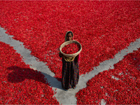 Women’s process and dry red chili pepper under sun near Jamuna river Bogra Bangladesh March 18, 2019. Every day they earn less than USD $1 (...