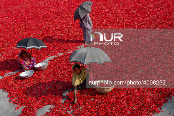 Women’s process and dry red chili pepper under sun near Jamuna river Bogra Bangladesh March 18, 2019. Every day they earn less than USD $1 (...