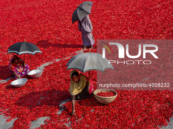 Women’s process and dry red chili pepper under sun near Jamuna river Bogra Bangladesh March 18, 2019. Every day they earn less than USD $1 (...