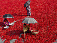 Women’s process and dry red chili pepper under sun near Jamuna river Bogra Bangladesh March 18, 2019. Every day they earn less than USD $1 (...