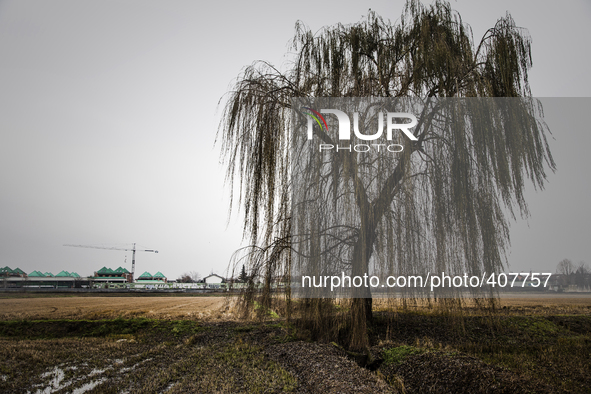 The last standing tree between the city and the neighbourhood actually it is a reminder to the 2015 Milano Expo's “Tree of Life”. Exporti is...