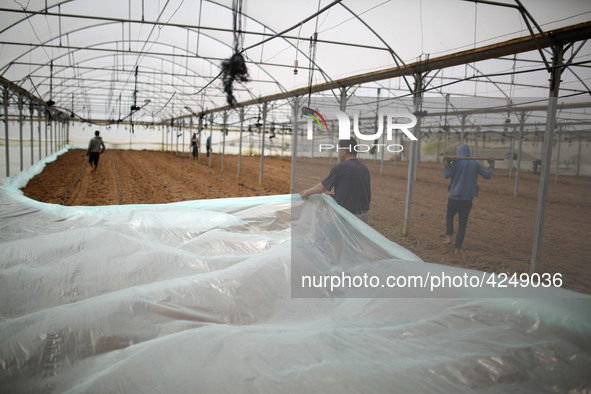 Palestinian farmers working inside a greenhouse in Beit Lahia, in the northern Gaza Strip during International Labor Day,May 1, 2019.  