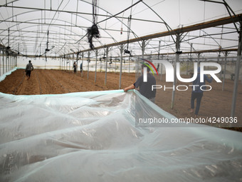 Palestinian farmers working inside a greenhouse in Beit Lahia, in the northern Gaza Strip during International Labor Day,May 1, 2019.  (