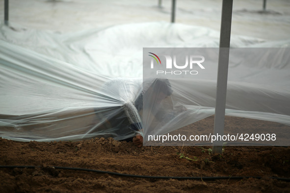 Palestinian farmers working inside a greenhouse in Beit Lahia, in the northern Gaza Strip during International Labor Day,May 1, 2019.  