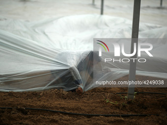 Palestinian farmers working inside a greenhouse in Beit Lahia, in the northern Gaza Strip during International Labor Day,May 1, 2019.  (