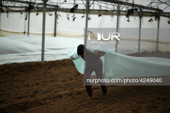 Palestinian farmers working inside a greenhouse in Beit Lahia, in the northern Gaza Strip during International Labor Day,May 1, 2019.  