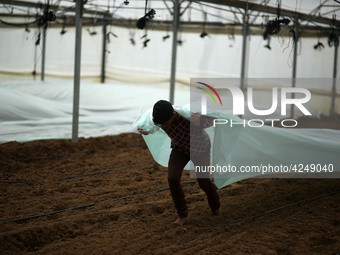 Palestinian farmers working inside a greenhouse in Beit Lahia, in the northern Gaza Strip during International Labor Day,May 1, 2019.  (