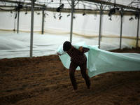 Palestinian farmers working inside a greenhouse in Beit Lahia, in the northern Gaza Strip during International Labor Day,May 1, 2019.  (