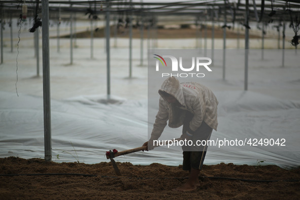 Palestinian farmers working inside a greenhouse in Beit Lahia, in the northern Gaza Strip during International Labor Day,May 1, 2019.  