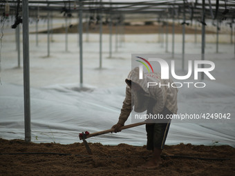 Palestinian farmers working inside a greenhouse in Beit Lahia, in the northern Gaza Strip during International Labor Day,May 1, 2019.  (