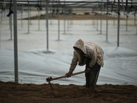 Palestinian farmers working inside a greenhouse in Beit Lahia, in the northern Gaza Strip during International Labor Day,May 1, 2019.  (