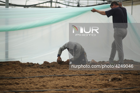 Palestinian farmers working inside a greenhouse in Beit Lahia, in the northern Gaza Strip during International Labor Day,May 1, 2019.  