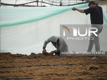 Palestinian farmers working inside a greenhouse in Beit Lahia, in the northern Gaza Strip during International Labor Day,May 1, 2019.  (