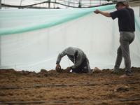 Palestinian farmers working inside a greenhouse in Beit Lahia, in the northern Gaza Strip during International Labor Day,May 1, 2019.  (