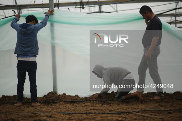 Palestinian farmers working inside a greenhouse in Beit Lahia, in the northern Gaza Strip during International Labor Day,May 1, 2019.  