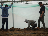 Palestinian farmers working inside a greenhouse in Beit Lahia, in the northern Gaza Strip during International Labor Day,May 1, 2019.  (