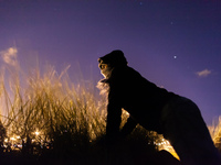 A migrant looks out for police presence near the port from behind some bushes. Calais, France, June 2014.

For the last 20 years the Frenc...