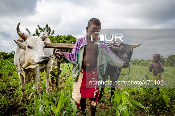 Plowing of the fields in the province of Dano, children during school holidays help the family in the farm work
"The land of honest man". W...