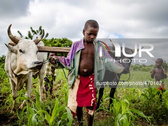 Plowing of the fields in the province of Dano, children during school holidays help the family in the farm work
"The land of honest man". W...