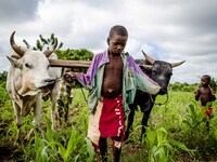 Plowing of the fields in the province of Dano, children during school holidays help the family in the farm work
"The land of honest man". W...