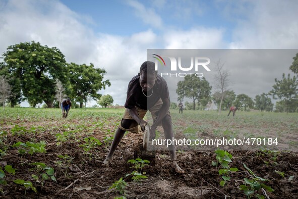 Plowing of the fields in the province of Dano, children during school holidays help the family in the farm work
"The land of honest man". W...