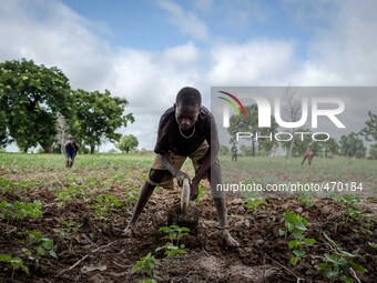 Plowing of the fields in the province of Dano, children during school holidays help the family in the farm work
"The land of honest man". W...