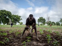 Plowing of the fields in the province of Dano, children during school holidays help the family in the farm work
"The land of honest man". W...