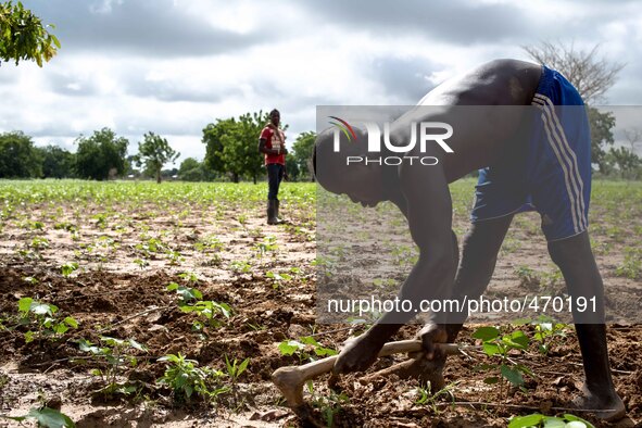 Plowing of the fields in the province of Dano, children during school holidays help the family in the farm work
"The land of honest man". W...