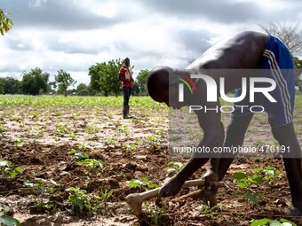 Plowing of the fields in the province of Dano, children during school holidays help the family in the farm work
"The land of honest man". W...