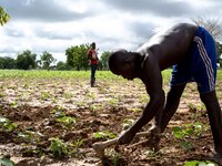 Plowing of the fields in the province of Dano, children during school holidays help the family in the farm work
"The land of honest man". W...