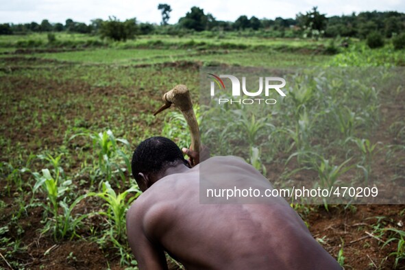 Work in the fields of maize
"The land of honest man". With these words Shankara has defined his people before it was killed, and Blaise Cam...