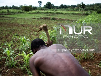 Work in the fields of maize
"The land of honest man". With these words Shankara has defined his people before it was killed, and Blaise Cam...