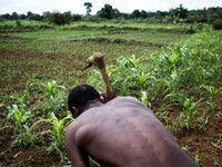 Work in the fields of maize
"The land of honest man". With these words Shankara has defined his people before it was killed, and Blaise Cam...