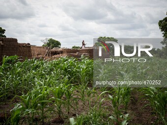 little house in the field of maize
"The land of honest man". With these words Shankara has defined his people before it was killed, and Bla...