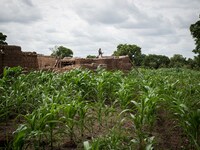 little house in the field of maize
"The land of honest man". With these words Shankara has defined his people before it was killed, and Bla...