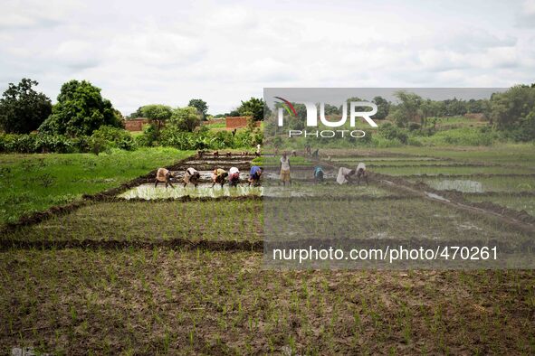 Women during the cultivation of the rice
"The land of honest man". With these words Shankara has defined his people before it was killed, a...