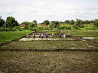 Women during the cultivation of the rice
"The land of honest man". With these words Shankara has defined his people before it was killed, a...