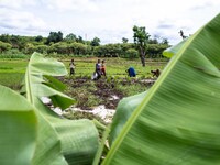 Women during the cultivation of the rice
"The land of honest man". With these words Shankara has defined his people before it was killed, a...