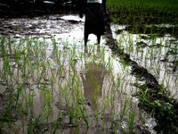 Women during the cultivation of the rice
"The land of honest man". With these words Shankara has defined his people before it was killed, a...