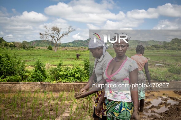 Women during the cultivation of the rice
"The land of honest man". With these words Shankara has defined his people before it was killed, a...