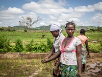 Women during the cultivation of the rice
"The land of honest man". With these words Shankara has defined his people before it was killed, a...