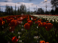 SRINAGAR, INDIAN ADMINISTERED KASHMIR, INDIA -APRIL 07: A view of Tulips in Siraj Bagh Tulip garden during spring season  on April 07, 2015...